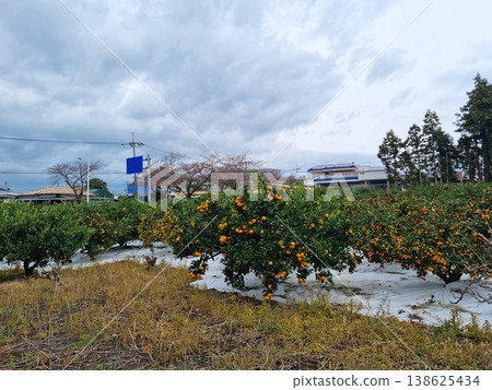 Jeju Island 138625434