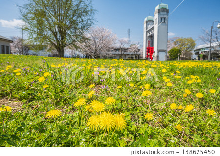 Dandelions blooming in the plaza near the Misumi Lock Gate, Fushimi Ward, Kyoto City 138625450