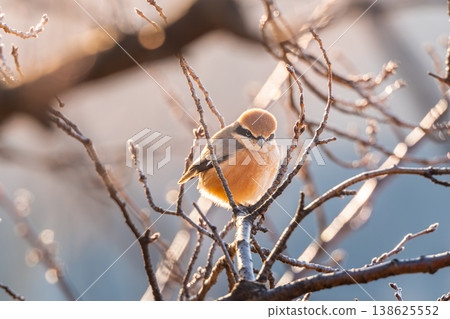 Moses stuck in branches Moses stuck in branches 138625552