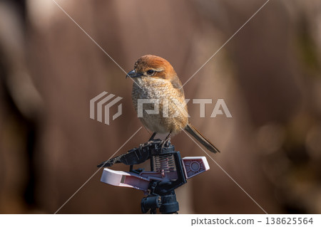 A shrike perches on a sprinkler A shrike perches on a sprinkler 138625564