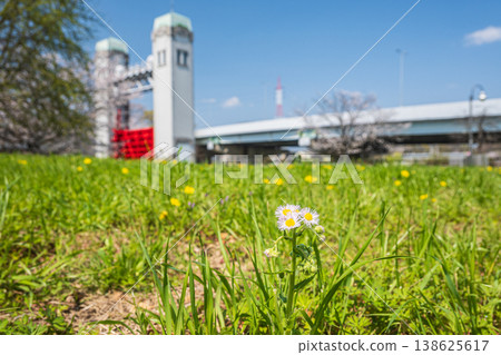 Erigeron annuus blooming in the plaza near the Misumi Lock Gate, Fushimi Ward, Kyoto City Erigeron annuus blooming in the plaza near the Misumi Lock Gate, Fushimi Ward, Kyoto City 138625617