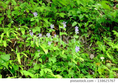 {Kanagawa Prefecture} Tatewakisou (a type of wildflower) blooming on the embankment. 138625767