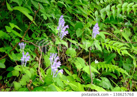 {Kanagawa Prefecture} *Tatewakisou* (a type of grass) blooms on the hillside and embankment. 138625768