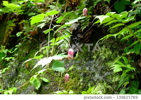 {Kanagawa Prefecture} Clematis flowers blooming on a stone wall {Kanagawa Prefecture} Clematis flowers blooming on a stone wall 138625769
