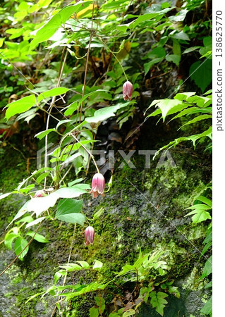 {Kanagawa Prefecture} Flowers of the bellflower blooming on a stone wall {Kanagawa Prefecture} Flowers of the bellflower blooming on a stone wall 138625770
