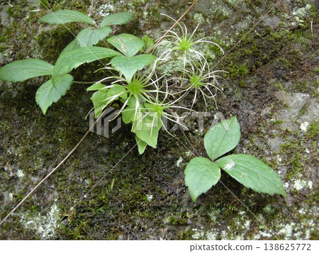 神奈川縣 *Campanula punctata* 的種子形成 138625772