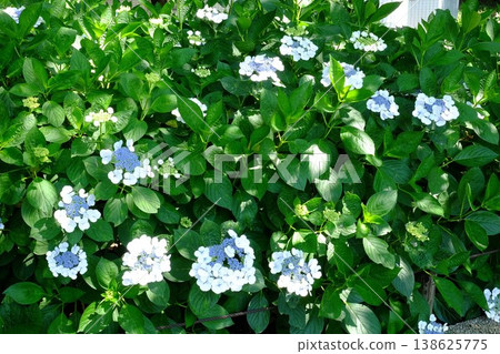【神奈川縣】樹蔭下繡球花盛開 138625775