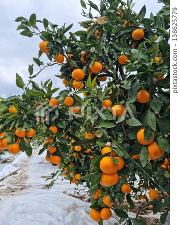 This is a tangerine farm in Jeju Island. 138625779