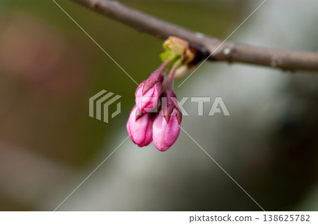 櫻花，思魚川櫻花花蕾 138625782