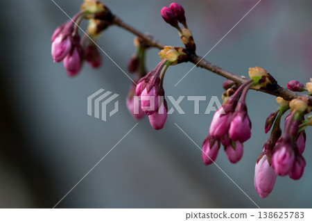 Cherry blossoms, Omoigawa cherry blossom buds Cherry blossoms, Omoigawa cherry blossom buds 138625783