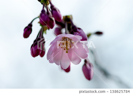 Sakura Shikawa Sakura Sakura Shikawa Sakura 138625784