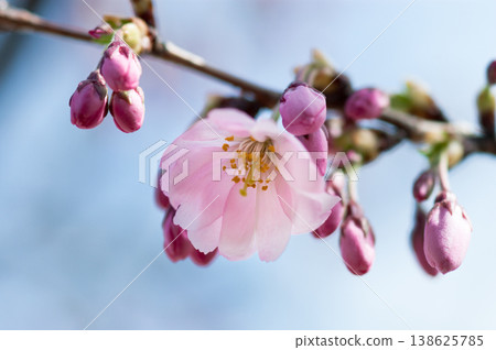 櫻花 石川櫻花 櫻花 石川櫻花 138625785