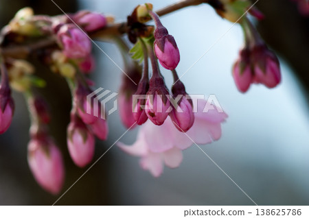 Cherry blossoms, Omoigawa cherry blossom buds Cherry blossoms, Omoigawa cherry blossom buds 138625786