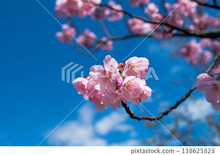 櫻花 陽光 櫻花 陽光 138625823