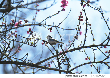 Daurian Redstart and peach blossoms Daurian Redstart and peach blossoms 138625830