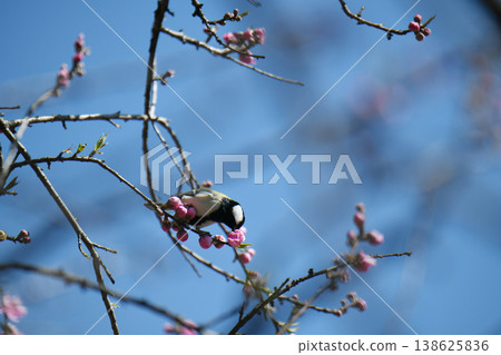 Daurian Redstart and peach blossoms Daurian Redstart and peach blossoms 138625836