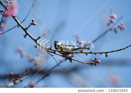Daurian Redstart and peach blossoms Daurian Redstart and peach blossoms 138625845