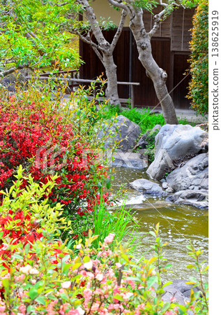 A Japanese garden scene with quince blossoms in full bloom. 138625919