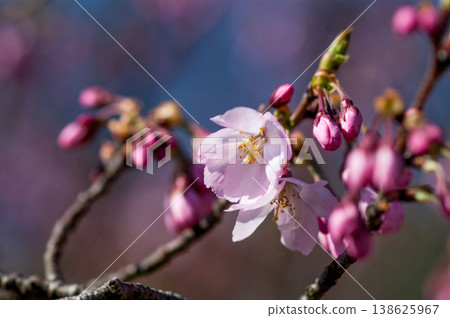 Sakura Shikawa Sakura 138625967