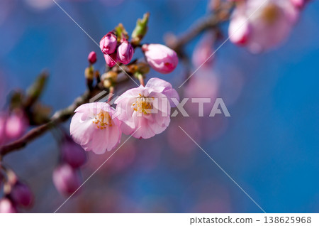 Sakura Shikawa Sakura Sakura Shikawa Sakura 138625968