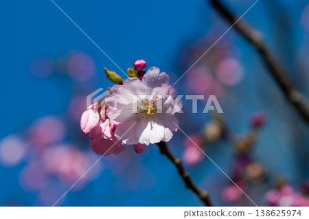 櫻花 石川櫻花 138625974