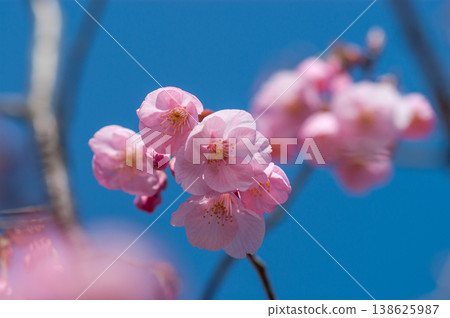 櫻花 石川櫻花 櫻花 石川櫻花 138625987