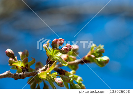 Cherry blossoms Ukonzakura buds Cherry blossoms Ukonzakura buds 138626098