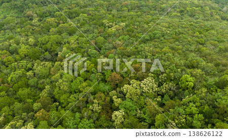 April 6 2026 a Dense Forest Canopy Aerial Landscape April 6 2026 a Dense Forest Canopy Aerial Landscape 138626122