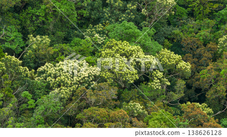 April 6 2026 a Flowering Tree Canopy Natural Texture April 6 2026 a Flowering Tree Canopy Natural Texture 138626128