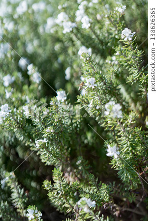 Intimate Shot Of Rosemary With Soft Bokeh Background And Dew Intimate Shot Of Rosemary With Soft Bokeh Background And Dew 138626365