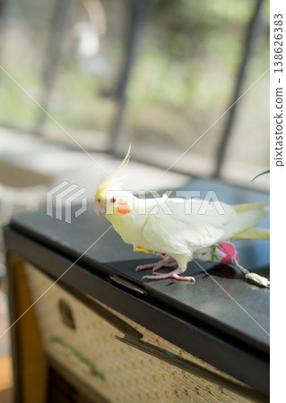 Bright Yellow Bird Perched On Antique Radio Near Window Scene Bright Yellow Bird Perched On Antique Radio Near Window Scene 138626383