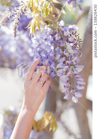 Closeup Of Gardener Admiring Wisteria Blossoms Bathed In Spring Light Closeup Of Gardener Admiring Wisteria Blossoms Bathed In Spring Light 138626430
