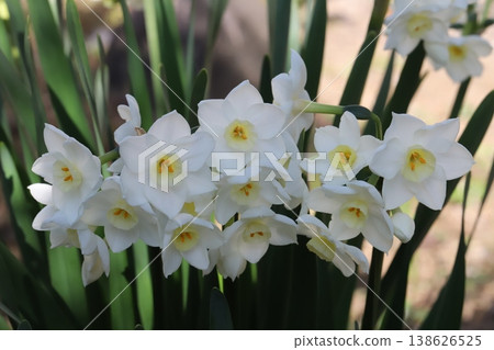 早春花園裡盛開的白色水仙花 早春花園裡盛開的白色水仙花 138626525