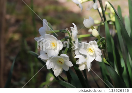 早春花園裡盛開的白色水仙花 138626526