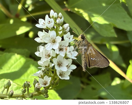 A butterfly resting on a Lysimachia japonica flower. 138626807