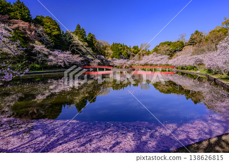 One of Japan's Top 100 Cherry Blossom Viewing Spots: Cherry blossoms in full bloom at Mobara Park and their reflection in Benten Lake. One of Japan's Top 100 Cherry Blossom Viewing Spots: Cherry blossoms in full bloom at Mobara Park and their reflection in Benten Lake. 138626815