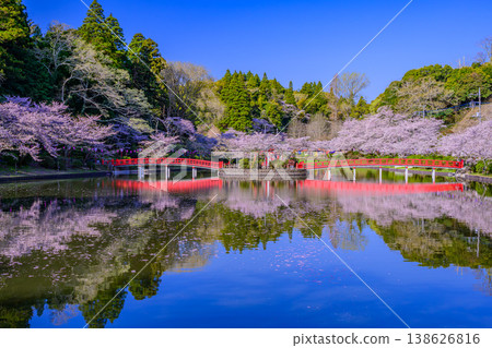 日本百大賞櫻勝地之一:茂原公園櫻花盛開,倒映在弁天湖中。 日本百大賞櫻勝地之一:茂原公園櫻花盛開,倒映在弁天湖中。 138626816