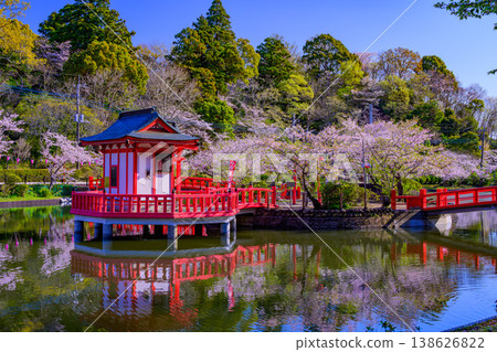 One of Japan's Top 100 Cherry Blossom Viewing Spots: Cherry blossoms in full bloom at Mobara Park and their reflection in Benten Lake. One of Japan's Top 100 Cherry Blossom Viewing Spots: Cherry blossoms in full bloom at Mobara Park and their reflection in Benten Lake. 138626822