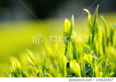 New tea leaves 138626837
