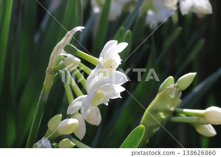 早春花園裡盛開的白色水仙花 早春花園裡盛開的白色水仙花 138626860