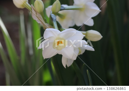 早春花園裡盛開的白色水仙花 138626861