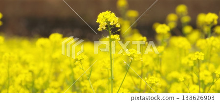 Rapeseed field 138626903