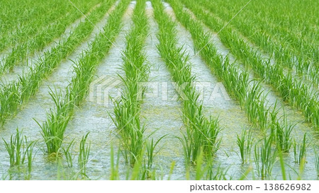 Rice field where rice planting has ended Rice field where rice planting has ended 138626982