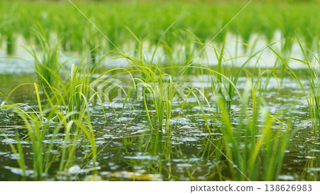 Rice field where rice planting has ended Rice field where rice planting has ended 138626983