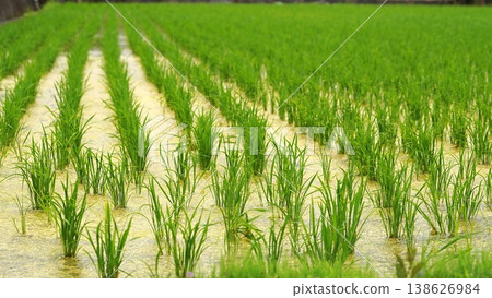 Rice field where rice planting has ended Rice field where rice planting has ended 138626984
