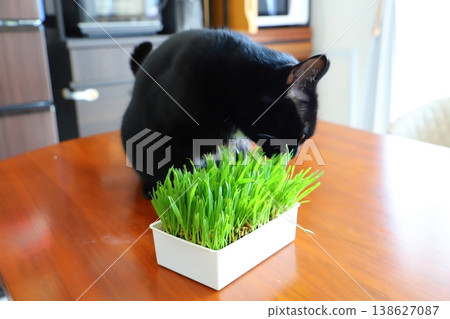 A black cat eating grass indoors. A black cat eating grass indoors. 138627087