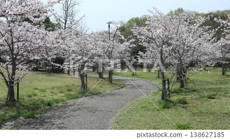 神戶市、西區、西神中央、西神中央公園、櫻花等 神戶市、西區、西神中央、西神中央公園、櫻花等 138627185