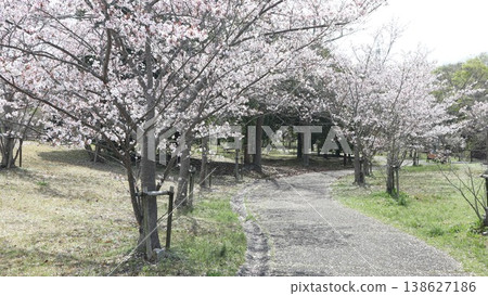 Kobe City, Nishi Ward, Seishin-Chuo, Seishin-Chuo Park, cherry blossoms, etc. 138627186