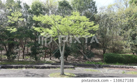 Kobe City, Nishi Ward, Seishin-Chuo, Seishin-Chuo Park, cherry blossoms, etc. Kobe City, Nishi Ward, Seishin-Chuo, Seishin-Chuo Park, cherry blossoms, etc. 138627188