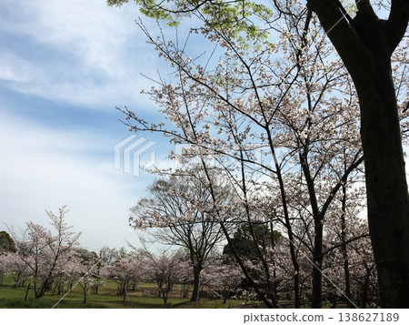 Kobe City, Nishi Ward, Seishin-Chuo, Seishin-Chuo Park, cherry blossoms, etc. Kobe City, Nishi Ward, Seishin-Chuo, Seishin-Chuo Park, cherry blossoms, etc. 138627189